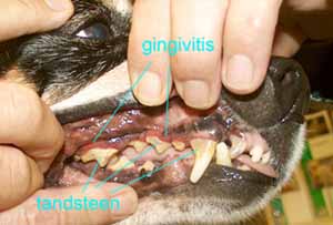 Ernstige tandvleesontsteking = gingivitis bij een hond. Dit is ontstaan door het tandsteen.